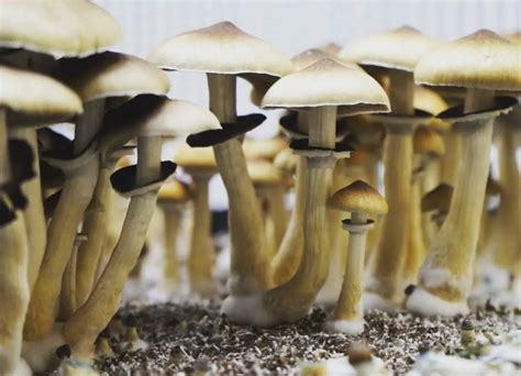 How To Grow Magic Mushrooms Fungi Academy