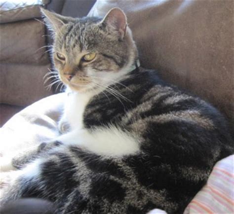 Well, as spots gets a little older in most every instance, the veterinarian will require blood work before doing surgery on a mature cat. Welcome to Cats Protection