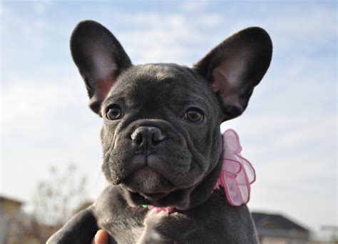 They're known for their large ears and adapt well to lots of different living situations sadly, like so many other purebred dogs, they are at risk of certain conditions relating to their breed. At what age do French Bulldog puppies' ears stand up ...