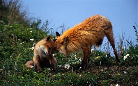 Wallpapersity Wallpaper Of Two Cuddling Red Foxes