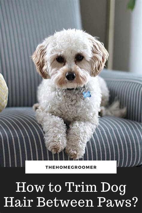 Put them all in a spot where they are close at hand while you are trimming the hair. How to Trim Dog Hair Between Paws? | Glamorous Dogs | Dog ...