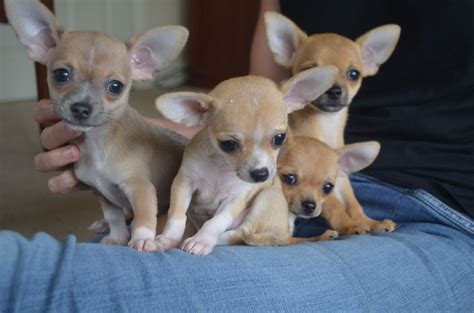 Chihuahua Puppies For Sale Georgia 85 Ga 227819