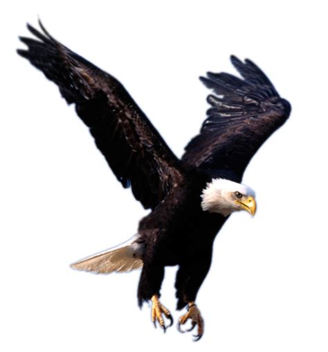 Flying Eagle Png Image Free Download