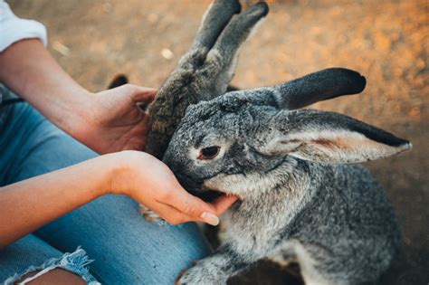 Rabbit Vaccinations Blythwood Vets