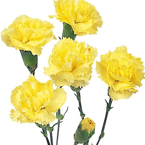 Mini Carnations Yellow