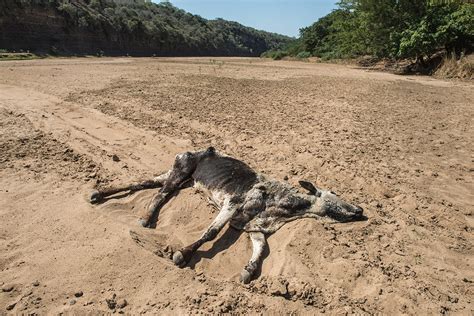 South Africa Crops Fail And People Die From Heatstroke As Worst