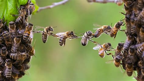 Bee Facts What Makes Honeybees So Special Fpc Australia