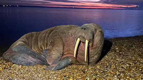 Thor The Walrus Is Found Snoozing On A Uk Beach After Last Being