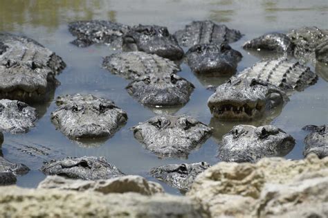 An America Alligators In Swamp At Everglades National Park South