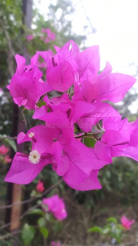 Bougainvillea Glabra Pink Flowers Stock Image Image Of Herb Petal