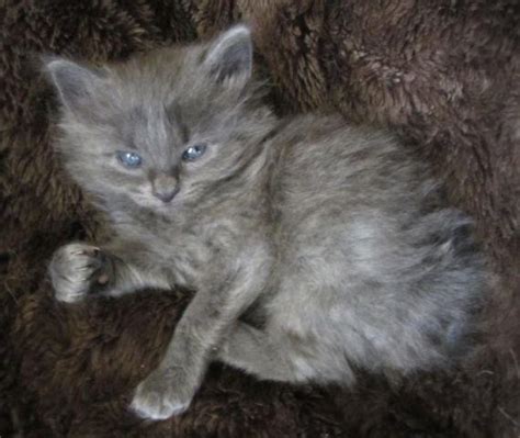 Manx Kittens For Sale In Spokane Washington Classified