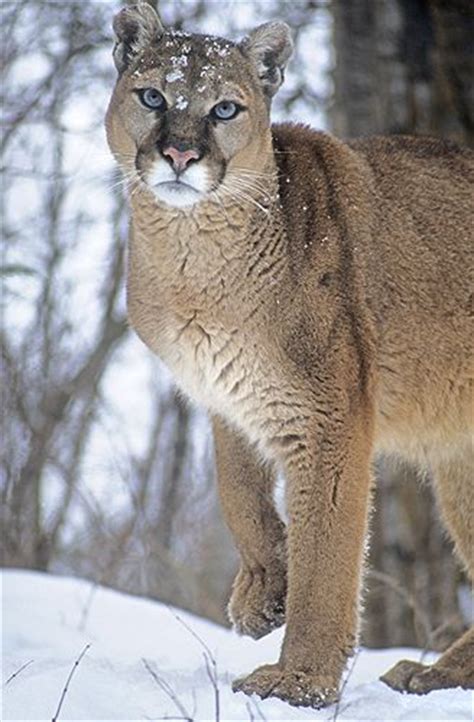 17 Best Images About Mountain Lion On Pinterest