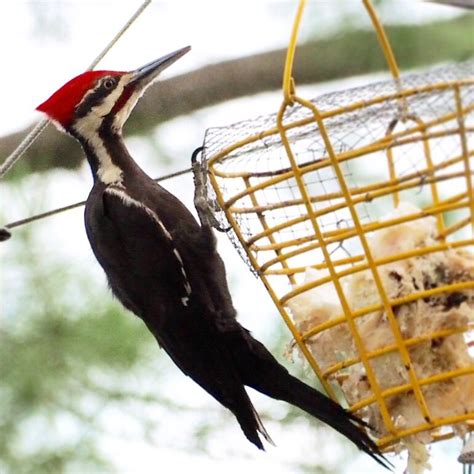 Pileated Woodpecker In Lakewood Wisconsin Bird Photography