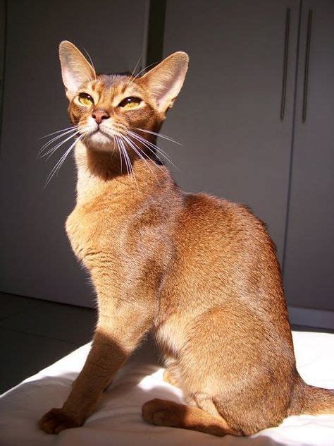 15 Fascinating Facts About Abyssinian Cats In 2020 Katzenrassen