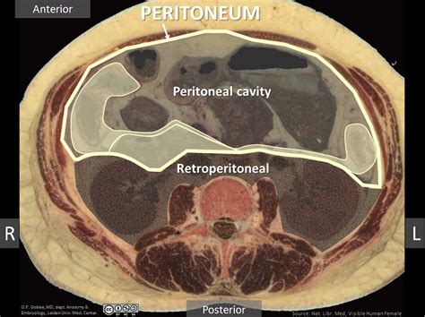 Retroperitoneal Space Anatomy