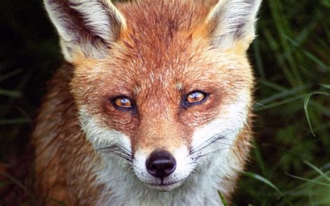 Fox tv canlı izle, yayınını kesintisiz donmadan 7/24 hd kalitede izleyebilirsiniz ayrıca yayın akışı ve frekans bilgilerine'de web sayfamızdan bulabilirsiniz. Giant fox caught in Maidstone - Telegraph