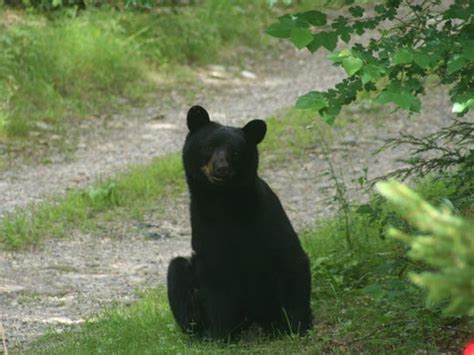 Bears Nosing Into More Backyards