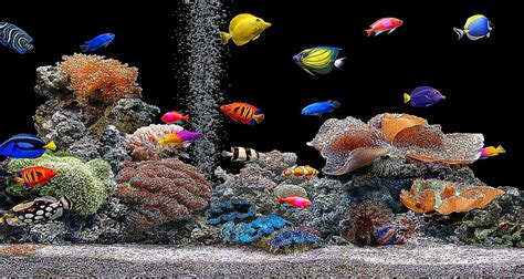 3d Aquarium Wallpaper Wallpapersafari