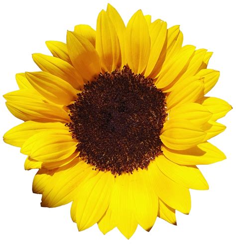 Common Sunflower Pixel Xcf Sunflower Png Png Download 601621