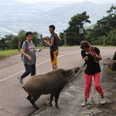 Those Who Feed Wild Boars Could Face Harsher Penalties Hong Kong
