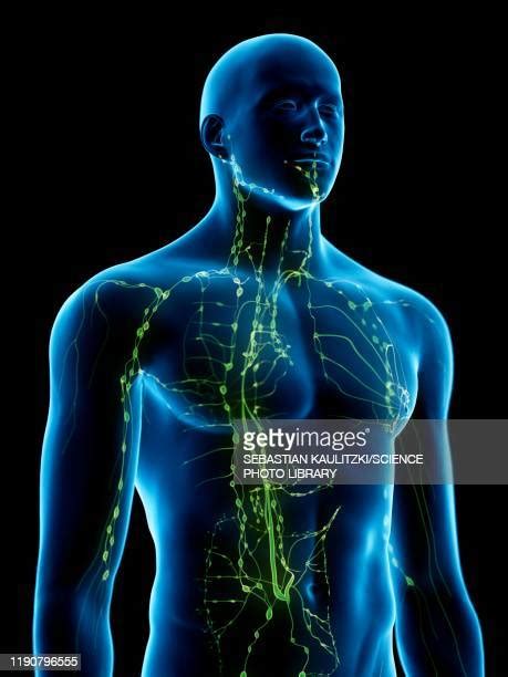 The Lymphatic System Photos And Premium High Res Pictures Getty Images