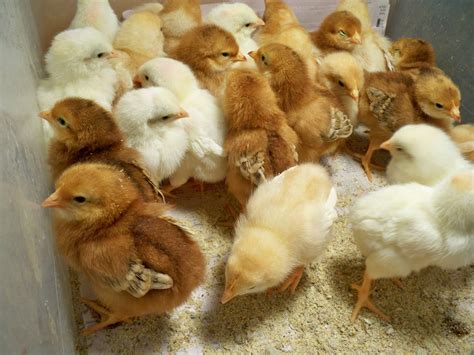 Poultry Farm Chicks In Karnal पोल्ट्री फार्म चिक्स करनाल Latest 50d