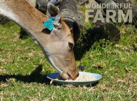 Do Deer Eat Oatmeal