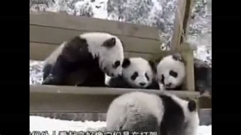 Pandas Gone Wild Youtube