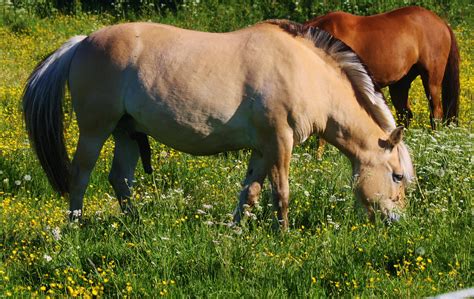 The Norwegian Fjord Horse—part 4 Ann Novek Luurewith