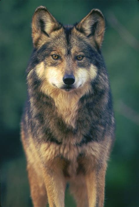 Mexican Wolf Numbers Reach Highest Levels Since Reintroduction Efforts