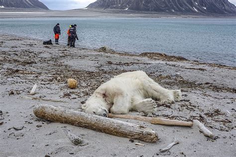 Polar Bear Killed After Attack On Arctic Cruise Ship Guard The Daily Courier Prescott Az