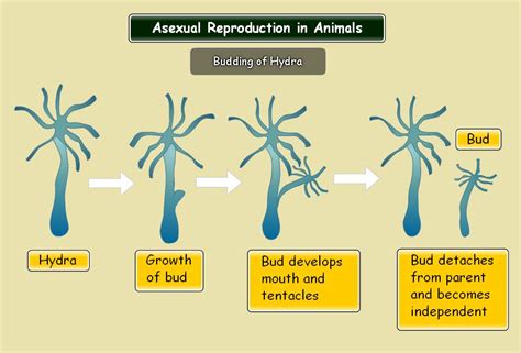 How Do Organisms Reproduce Tutormate