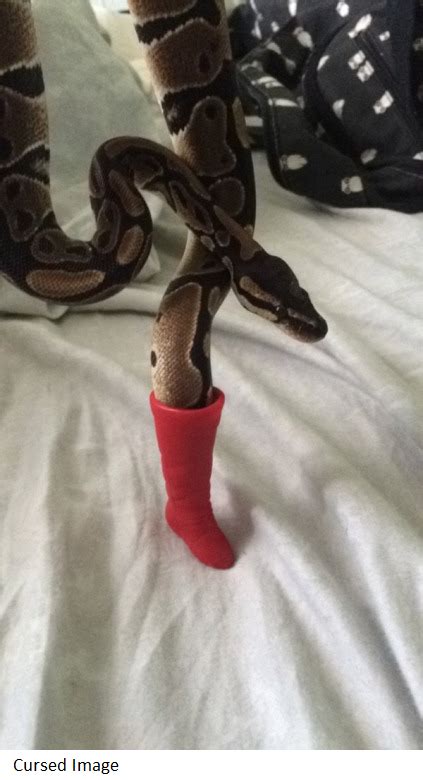 Theres A Snake In My Boot Cursed Images Know Your Meme