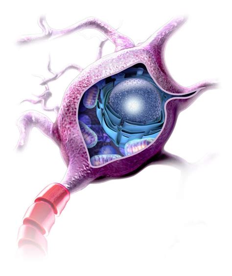 Nerve Cell Internal Structure Portfolio SayoStudio