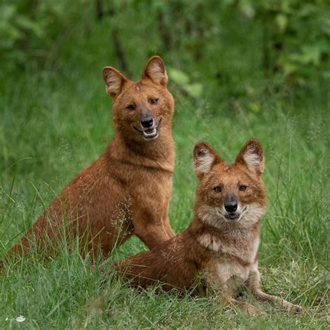 Two Brown Dogs Sitting On Top Of A Lush Green Field