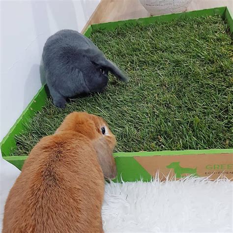 Eating grass is typically not harmful. Greeninbox - Home | Facebook