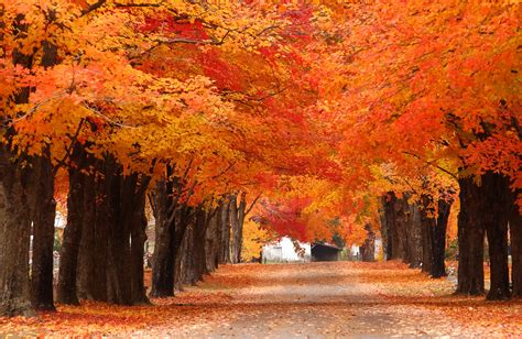 Best Fall Foliage Trees