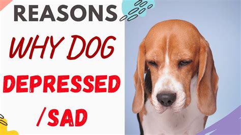 Why Is My Dog Depressedwhy Does My Dog Look Sad Explained Youtube