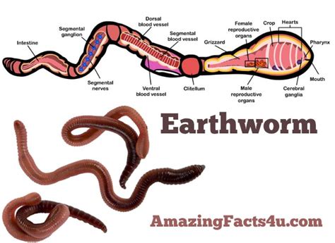 5 Interesting Facts About Earthworms The Earth Images Revimage Org