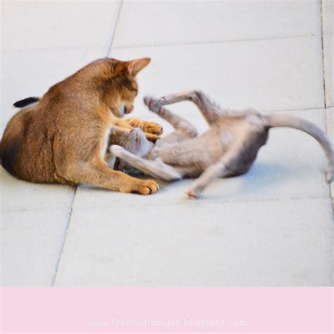 Free Cat Images Tussling Cats Play Cat Fight Play Fight