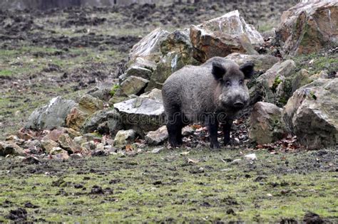 Wild Boar Stock Image Image Of Nature Tusker Forest 8468297