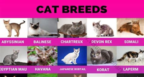 Cat Breeds 50 Most Popular Breeds Of Cats Around The World Visual