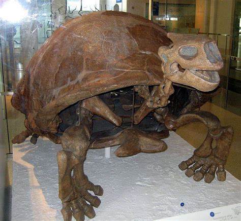 Pictures And Profiles Of Prehistoric Turtles