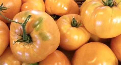 Amana Orange Tomato Seeds Heirloom Organic Bulk Wholesale Etsy