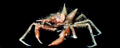 A Bunch Of Bizarre Deep Sea Creatures Have Been Found In