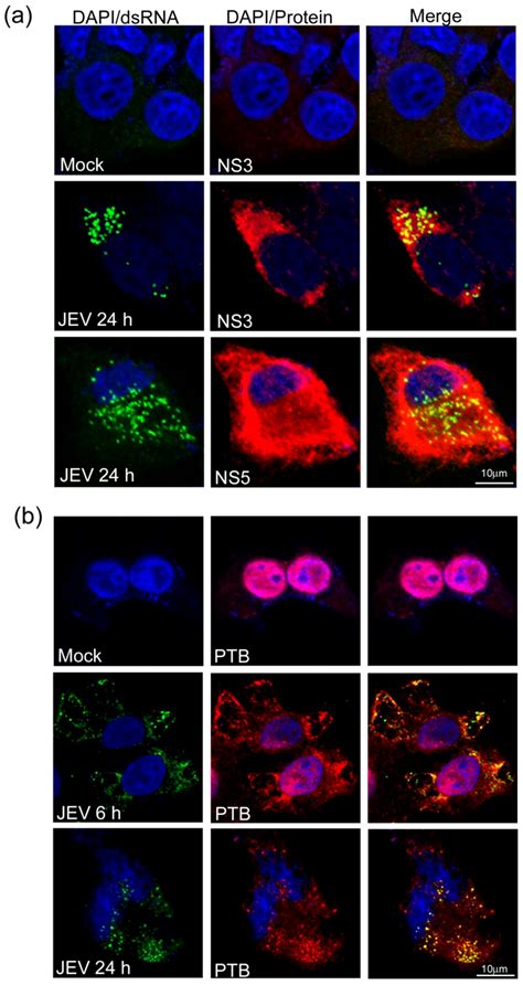 Ptb Colocalization With Dsrna In Jev Infected Cells Monolayers Of Vero