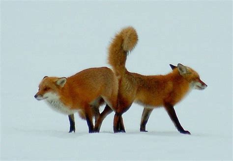 the red fox in britain hubpages