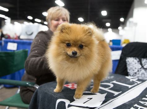 Best National Dog Show 2016 Photos