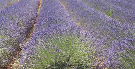 From Avignon Half Day Lavender Tour Of Luberon Getyourguide