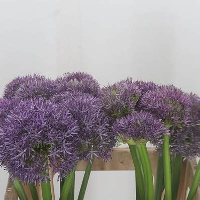 Allium Pinball Wizard 55cm Wholesale Dutch Flowers Florist Supplies UK
